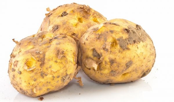 Nieuwe Oogst Opperdoes Per 2 Kg